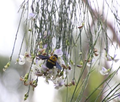 Psoralea fleta, photographed by Tony Rebelo