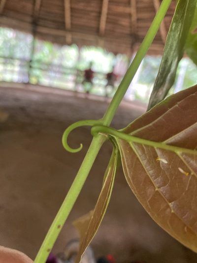 Uncaria guianensis, photographed by Jude Kesl