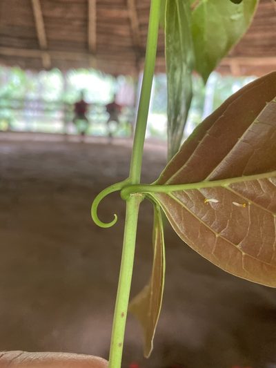 Uncaria guianensis, photographed by Jude Kesl