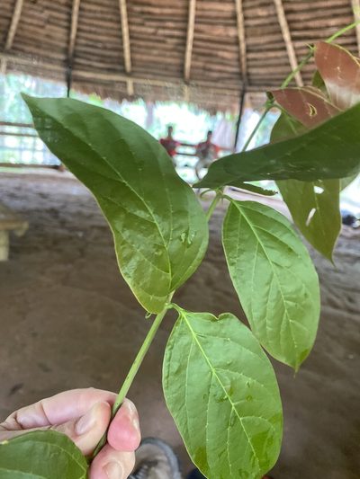 Uncaria guianensis, photographed by Jude Kesl