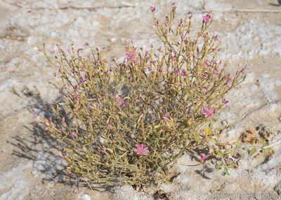 Zeltnera namatophila, photographed by Tim Messick