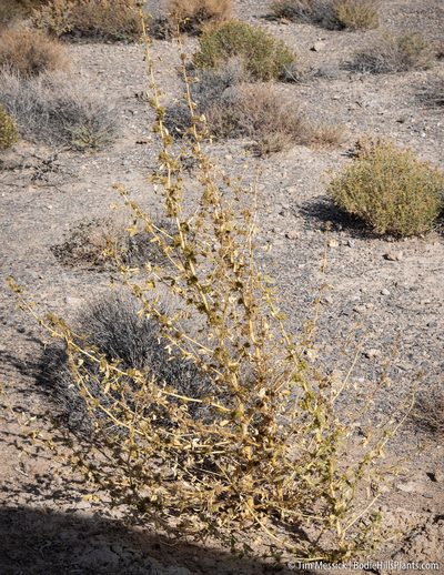 Cleomella oxystyloides, photographed by Tim Messick