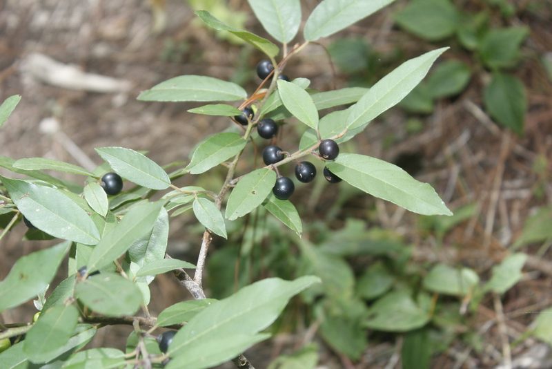 Frangula mucronata, photographed by Juan Cruzado Cortés