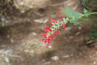 Salvia holwayi, photographed by Juan Cruzado Cortés