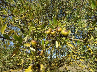 Pyrus spinosa, photographed by Grzegorz Grzejszczak