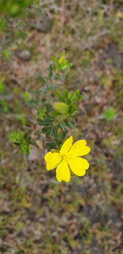 Hibbertia setifera, photographed by Andrew Thornhill
