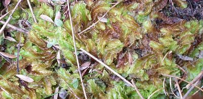 Goebelobryum unguiculatum, photographed by Andrew Thornhill