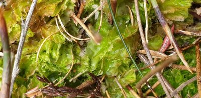 Goebelobryum unguiculatum, photographed by Andrew Thornhill