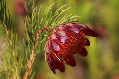 Protea nana, photographed by Tony Rebelo