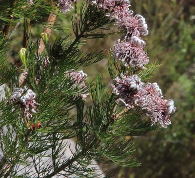 Serruria acrocarpa, photographed by Tony Rebelo