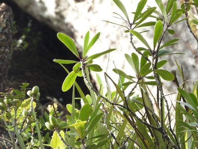 Pittosporum kirkii, photographed by Emily Roberts