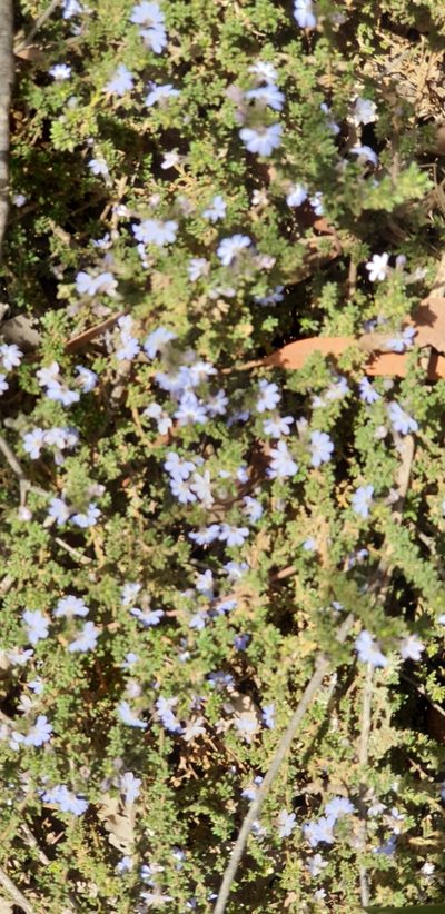 Scaevola linearis, photographed by Andrew Thornhill