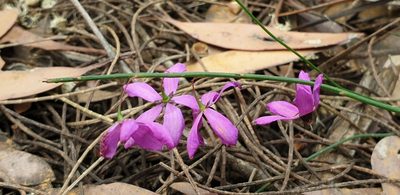 Tetratheca halmaturina, photographed by Andrew Thornhill