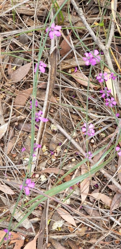 Tetratheca halmaturina, photographed by Andrew Thornhill