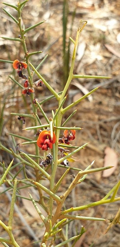 Daviesia asperula, photographed by Andrew Thornhill