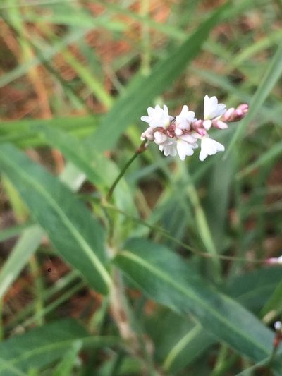 Persicaria hirsuta, photographed by Jeffrey Lee (he/him/his)