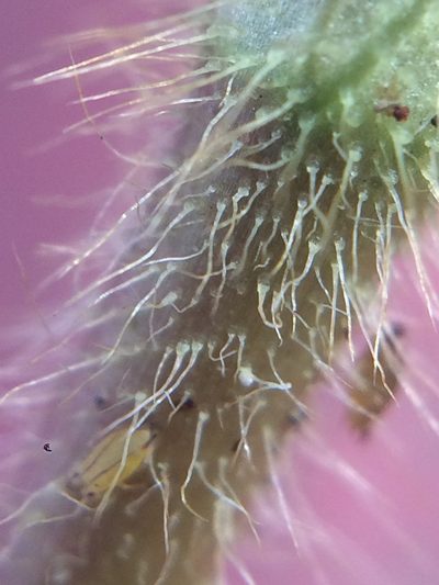 Persicaria hirsuta, photographed by Jeffrey Lee (he/him/his)