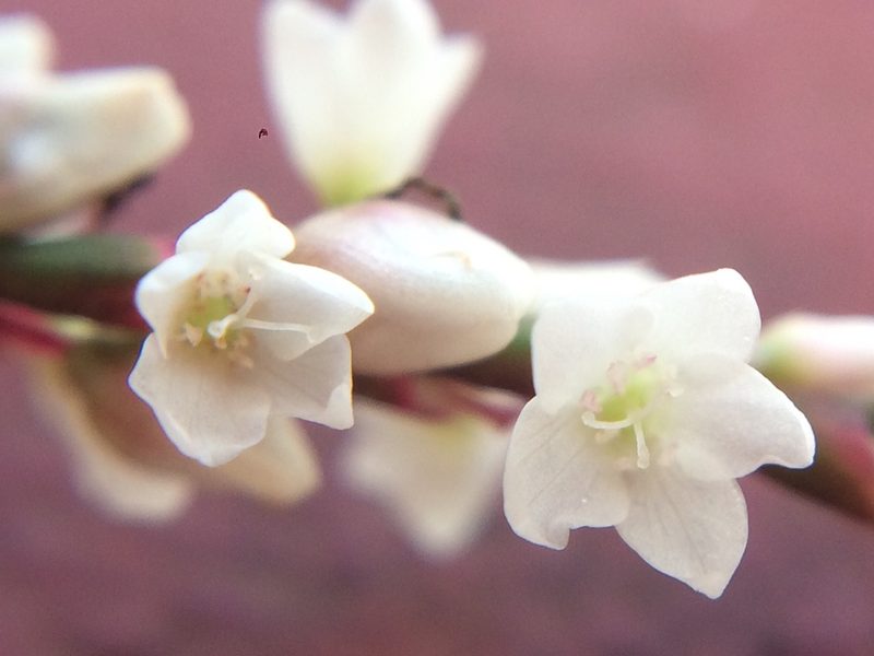 Persicaria hirsuta, photographed by Jeffrey Lee (he/him/his)