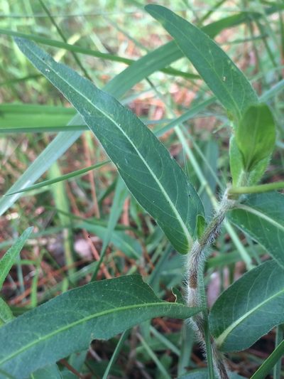 Persicaria hirsuta, photographed by Jeffrey Lee (he/him/his)