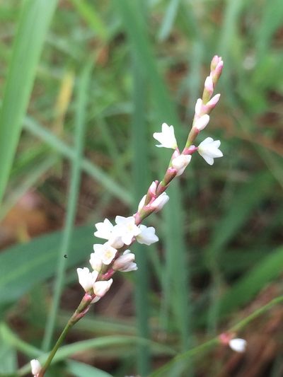 Persicaria hirsuta, photographed by Jeffrey Lee (he/him/his)