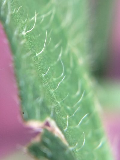 Persicaria hirsuta, photographed by Jeffrey Lee (he/him/his)