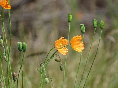 Afropapaver aculeatum, photographed by Shaun Swanepoel