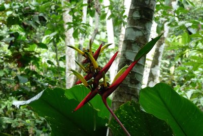 Heliconia vaginalis, photographed by Colin Meurk