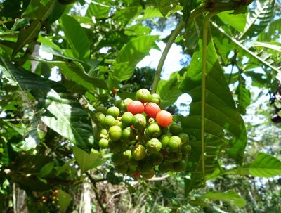 Psychotria grandis, photographed by Colin Meurk