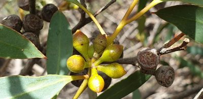 Eucalyptus diversifolia, photographed by Andrew Thornhill