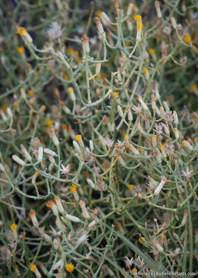 Leucosyris carnosa, photographed by Tim Messick