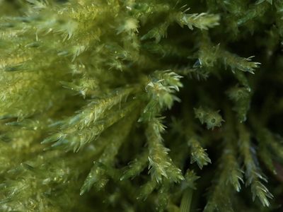 Warnstorfia straminea, photographed by Andrew Melton