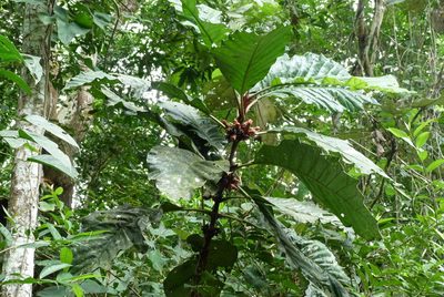 Pentagonia macrophylla, photographed by Colin Meurk