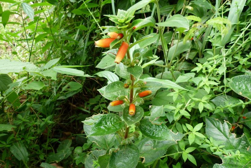 Kohleria tubiflora, photographed by Colin Meurk
