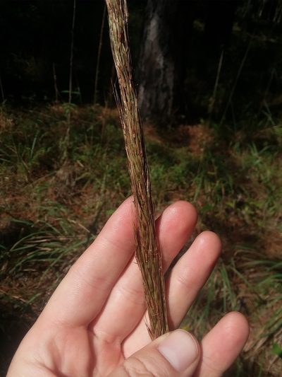 Erianthus strictus, photographed by Will McFarland