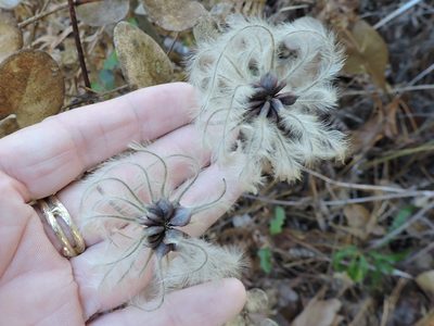 Clematis carrizoensis, photographed by Sam Kieschnick
