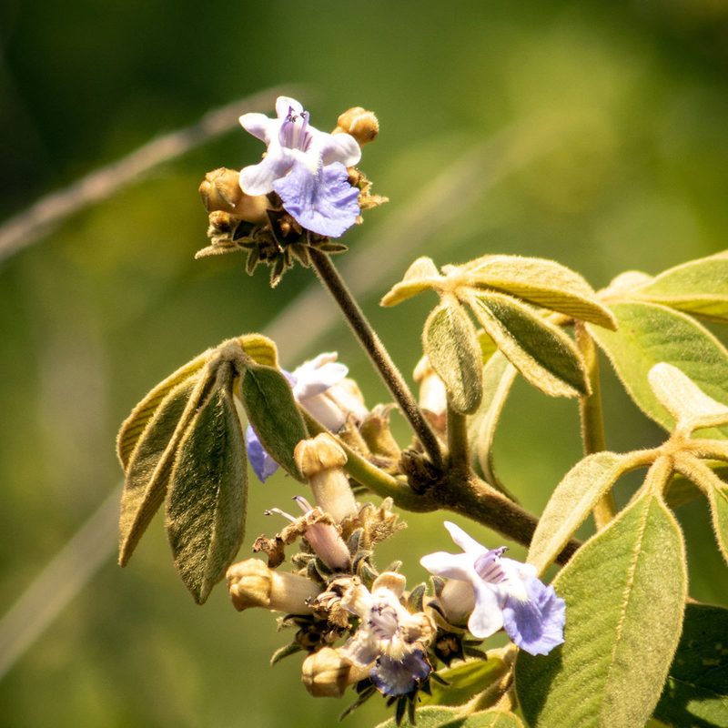 Vitex polygama, photographed by Marinaldo