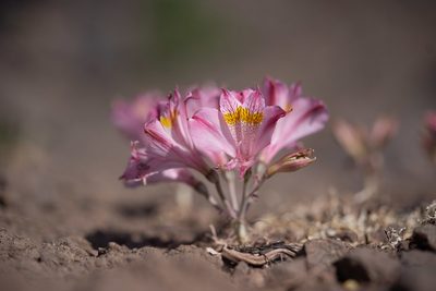 Alstroemeria pallida, photographed by Jorge Herreros de Lartundo