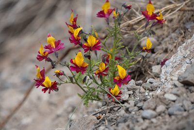 Schizanthus coccineus, photographed by Jorge Herreros de Lartundo