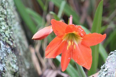 Hippeastrum puniceum, photographed by GERMAN LEONEL SARMIENTO CRUZ