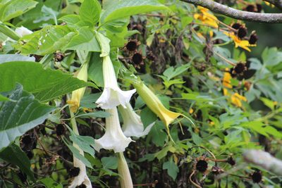 Brugmansia arborea, photographed by GERMAN LEONEL SARMIENTO CRUZ