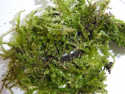 Rhynchostegium tenuifolium, photographed by Peter de Lange