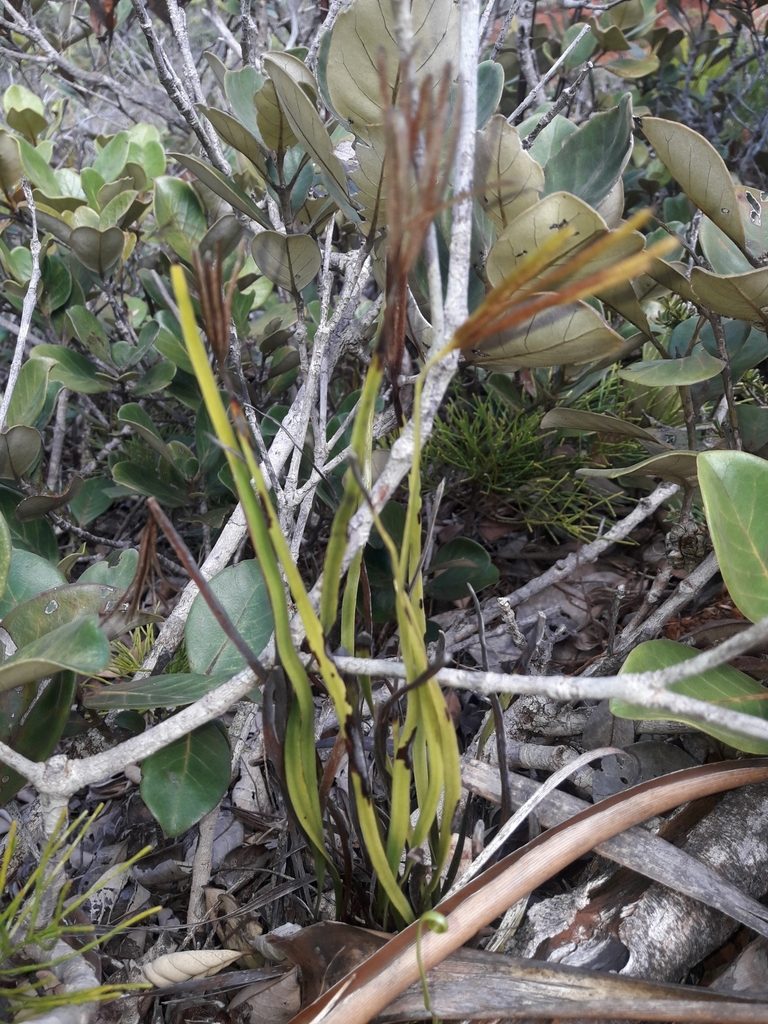 Actinostachys melanesica, photographed by naturewatchwidow