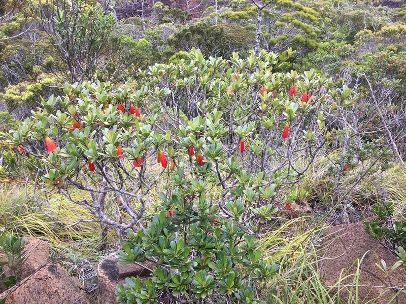 Thiollierea campanulata, photographed by Leon Perrie