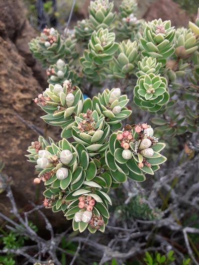 Cyathopsis albicans, photographed by naturewatchwidow