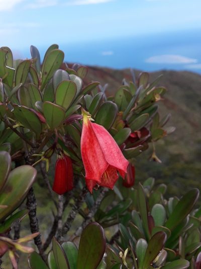 Thiollierea campanulata, photographed by naturewatchwidow