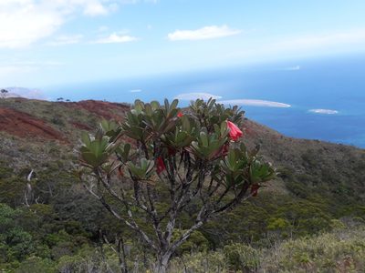 Thiollierea campanulata, photographed by naturewatchwidow