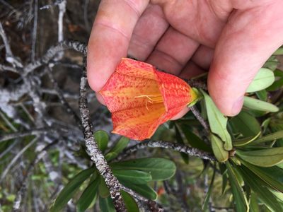 Thiollierea campanulata, photographed by Leon Perrie