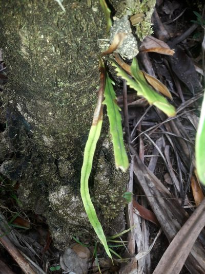 Thalassogrammitis deplanchei, photographed by naturewatchwidow