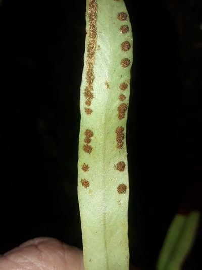 Thalassogrammitis deplanchei, photographed by naturewatchwidow