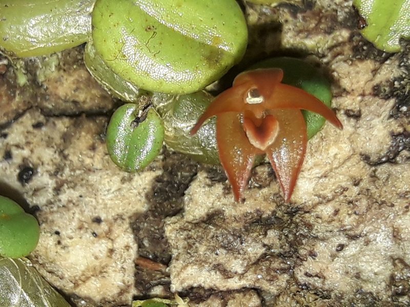 Porpax karikouyensis, photographed by naturewatchwidow